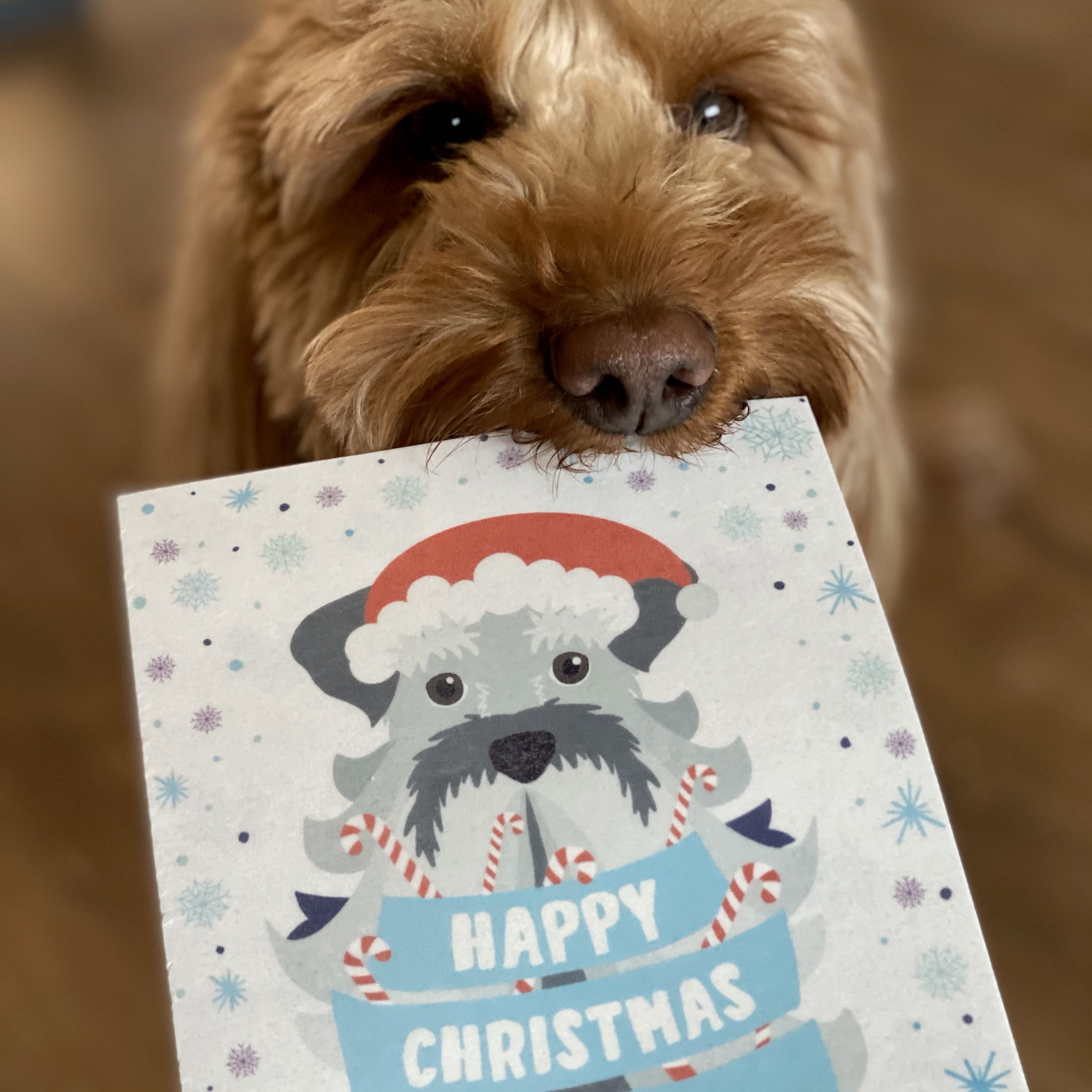 Scoff Paper edible greeting cards for dogs GLEE BIRMINGHAM 2021